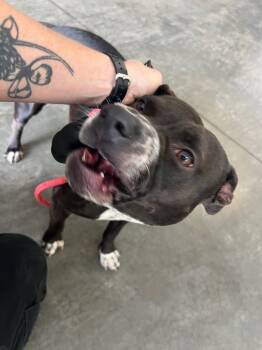 Rescue Pit Bull Terrier Dogs for Adoption in Henderson, North Carolina - Lilac | PetCurious