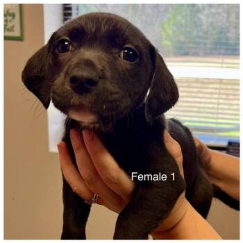 Mixed Breed Dogs Available for Adoption - Hearts | PetCurious