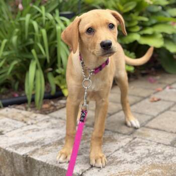 Lina -  Labrador Retriever Dog Available for Adoption in Yaphank, New York - Lina | PetCurious