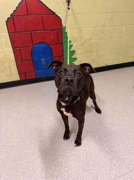 Rescue Pit Bull Terrier Dogs for Adoption in Indianapolis, Indiana - DEVINE | PetCurious