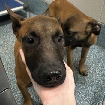 Vip -  Belgian Shepherd Malinois Dog for Adoption in Greensboro, North Carolina - Vip | PetCurious