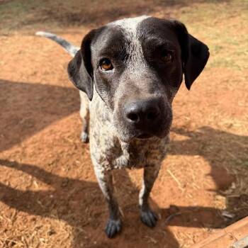 Pointer and Australian Cattle Dog Blue Heeler Dogs Available for Adoption in Sentinel, Oklahoma - Margo | PetCurious