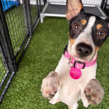Genie -  Jack Russell Terrier Dog for Adoption in Tampa, Florida - Genie | PetCurious