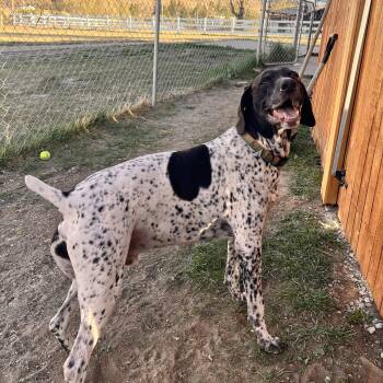 German Shorthaired Pointer Dogs Available for Adoption - Link | PetCurious