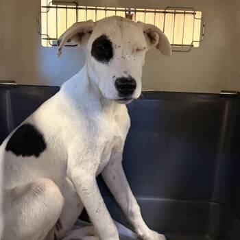 Berkley -  Terrier and Mixed Breed Dog for Adoption in Marshall, Texas - Berkley | PetCurious