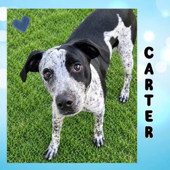 Carter -  Australian Cattle Dog Blue Heeler Dog for Adoption in Mokena, Illinois - Carter | PetCurious