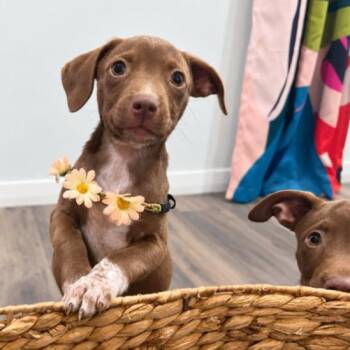 Angie The Peanut Butter Sandy -  Pit Bull Terrier and Catahoula Leopard Dog Dog for Adoption in Friendswood, Texas - Angie The Peanut Butter Sandy | PetCurious