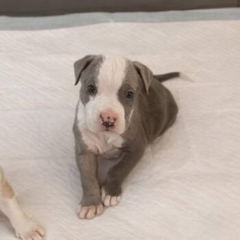 Terrier Dogs Available for Adoption - Nutmeg | PetCurious