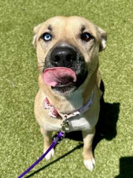Lisa -  Mixed Breed Dog for Adoption in Wichita, Kansas - Lisa | PetCurious