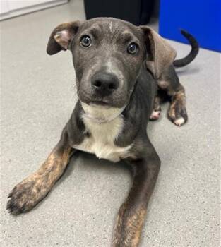 Pit Bull Terrier Dogs Available for Adoption - MARIGOLD | PetCurious