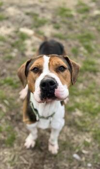 Hound and Mixed Breed Dogs Available for Adoption - Harvey | PetCurious