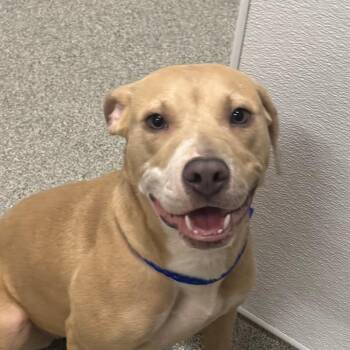 Pit Bull Terrier Dogs Available for Adoption in Matteson, Illinois - Gwen Stefani | PetCurious