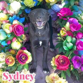 Rescue Australian Shepherd Dogs for Adoption in Chuckey, Tennessee - Sydney - NC | PetCurious