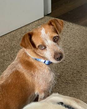 Dublin -  Terrier Dog for Adoption in Frisco, Texas - Dublin | PetCurious