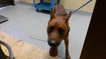GROVE -  Plott Hound and Mixed Breed Dog for Adoption in Tulsa, Oklahoma - GROVE | PetCurious