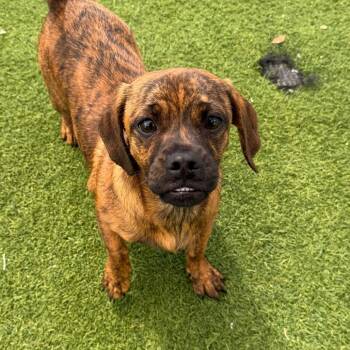 Dachshund and Pug Dogs Available for Adoption in Loxahatchee Groves, Florida - Dolly 0575 | PetCurious