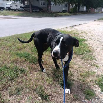 Caesar -  Hound Dog for Adoption in Springfield, Missouri - Caesar | PetCurious
