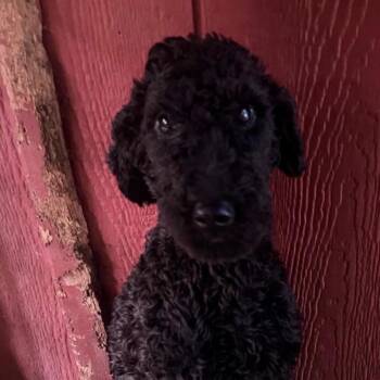 Elvis -  Poodle Dog for Adoption in Matthews, North Carolina - Elvis | PetCurious