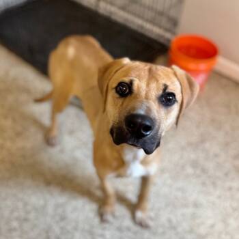 Rescue Terrier Dogs for Adoption in Brownsboro, Alabama - Huxley | PetCurious