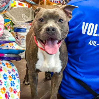 Rescue Pit Bull Terrier Dogs for Adoption in Des Moines, Iowa - Steel | PetCurious