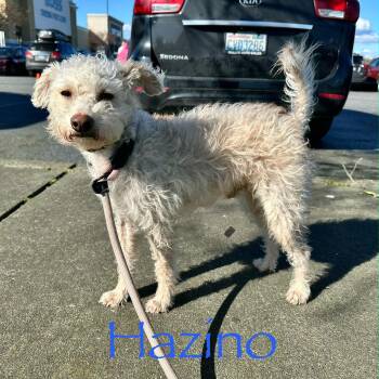 Hazino WV14076-T -  Poodle Dog for Adoption in Missouri City, Texas - Hazino WV14076-T | PetCurious