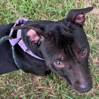 Rescue Terrier Dogs for Adoption in Raleigh, North Carolina - Fender | PetCurious