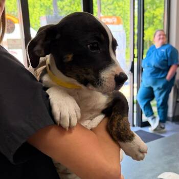 Selena -  Mixed Breed Dog for Adoption in Walker, Michigan - Selena | PetCurious