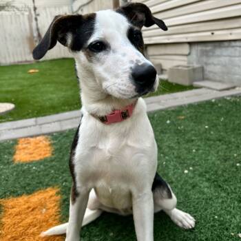 Rescue Hound and Terrier Dogs for Adoption in New Orleans, Louisiana - Praline Penny | PetCurious