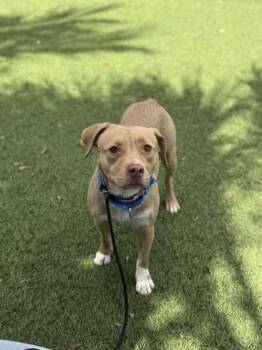 Mixed Breed Dogs Available for Adoption in North Miami Beach, Florida - S/C Hani | PetCurious