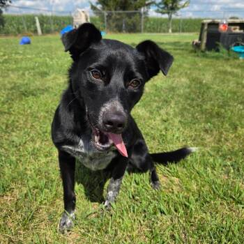 Atlas -  Border Collie and Cattle Dog Dog for Adoption in Pontiac, Illinois - Atlas | PetCurious