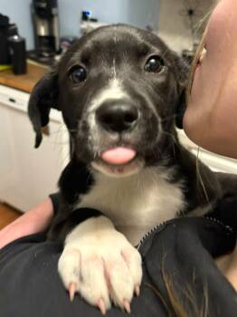 Mixed Breed Dogs Available for Adoption - Maddie | PetCurious