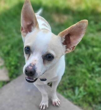 Rescue Rat Terrier Dogs for Adoption in Atlanta, Georgia - Courage (VA) | PetCurious