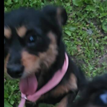 Patterdale Terrier Fell Terrier and Yorkshire Terrier Dogs Available for Adoption in Columbia, Missouri - Millie | PetCurious