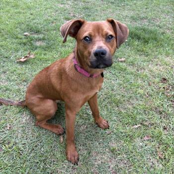 Brownie -  Mixed Breed Dog for Adoption in Jackson, Georgia - Brownie | PetCurious