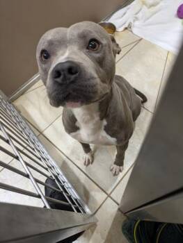 Pit Bull Terrier and Mixed Breed Dogs Available for Adoption - Aries | PetCurious