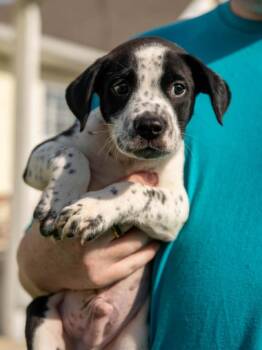Maverick -  Mixed Breed Dog for Adoption in Kingsland, Georgia - Maverick | PetCurious