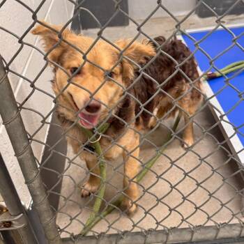 Rolo -  Mixed Breed Dog for Adoption in Manhattan, Kansas - Rolo | PetCurious