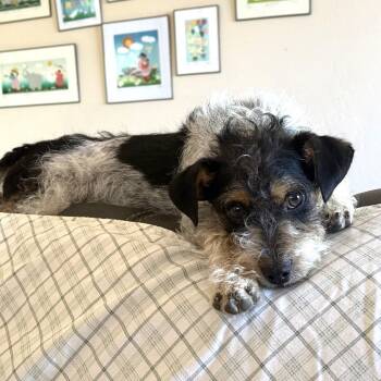 Cooper -  Terrier and None Dog for Adoption in San Diego, California - Cooper | PetCurious
