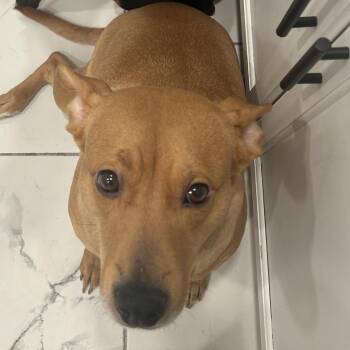 Ginger -  Mixed Breed Dog for Adoption in Lynchburg, Virginia - Ginger | PetCurious