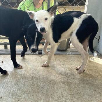 Ghost -  Mixed Breed Dog for Adoption in Denison, Texas - Ghost | PetCurious