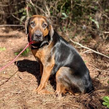 Black And Tan Coonhound and Mixed Breed Dogs Available for Adoption - Dorothy Gale 01-1619 | PetCurious