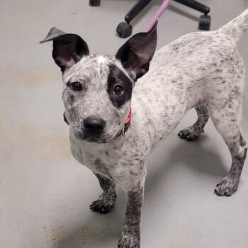 Rescue Mixed Breed Dogs for Adoption in Troy, Illinois - Diamond | PetCurious