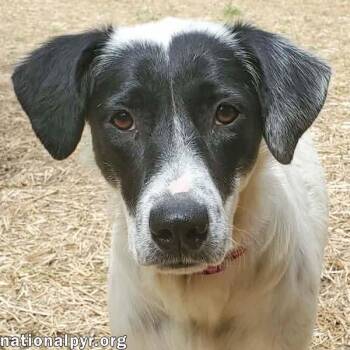 Sunnie in KY - Loves Lap Time & Belly Rubs -  Great Pyrenees and Border Collie Dog Available for Adoption in Beacon, New York - Sunnie In KY - Loves Lap Time & Belly Rubs | PetCurious