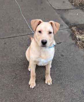 Rescue Labrador Retriever Dogs for Adoption in Brooklyn Center, Minnesota - Cheta | PetCurious