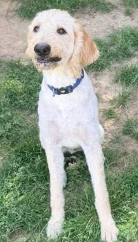 Labrador Retriever and Standard Poodle Dogs Available for Adoption in Bowling Green, Kentucky - Luca (bonded W/ Lucy) | PetCurious