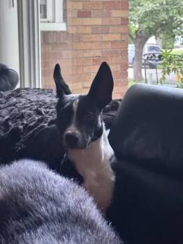 Zues -  Mixed Breed Dog for Adoption in Wyoming, Michigan - Zues | PetCurious