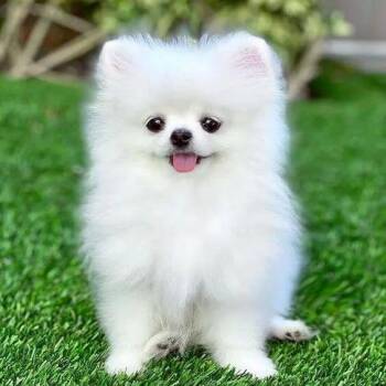Penny -  Pomeranian Dog for Adoption in Manhattan, Montana - Penny | PetCurious
