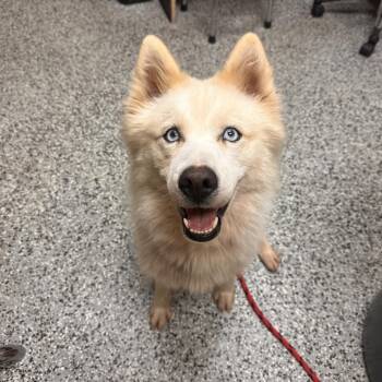 Eggs -  Husky and Mixed Breed Dog for Adoption in Lakeland, Florida - Eggs | PetCurious