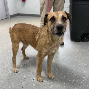 Gage -  Terrier Dog for Adoption in Bardstown, Kentucky - Gage | PetCurious