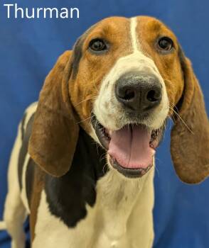 Treeing Walker Coonhound Dogs Available for Adoption - Thurman | PetCurious